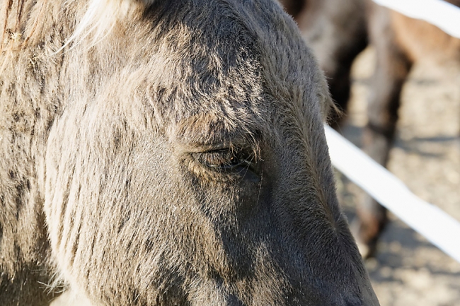 Chartreuse de Valbonne-077